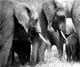 elephants