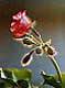 geranium