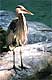 heron