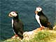 puffins