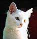 pussy