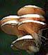 fungus