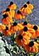 T-asteraceae
