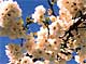 T-cherry blossom