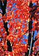 fall color 4 T