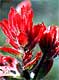 indian paintbrush