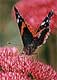 T-sedum
