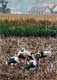 T-storks