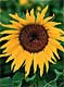 T-sunflower