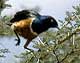 T-superb starling