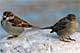 T-sparrows