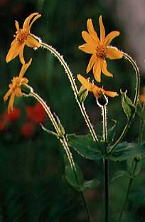 arnica
