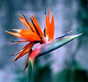 birds of paradise