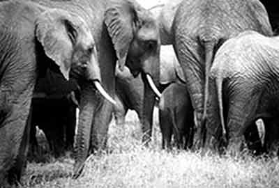 elephatns