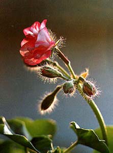 geranium