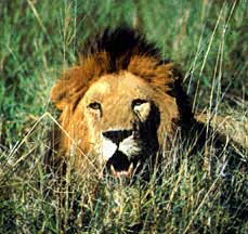 lion