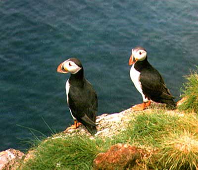 puffins