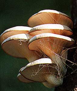 tree fungus