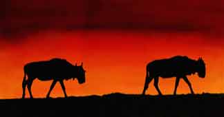 gnu