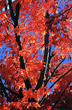 fall colours 4