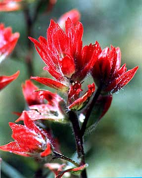 indian paint brush