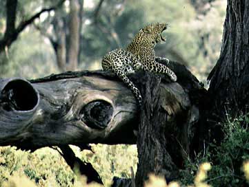 leopard