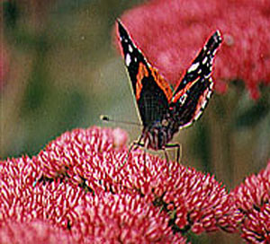 butterfly