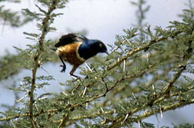superb starling